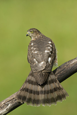 BUITEN BEELD Foto: 242559