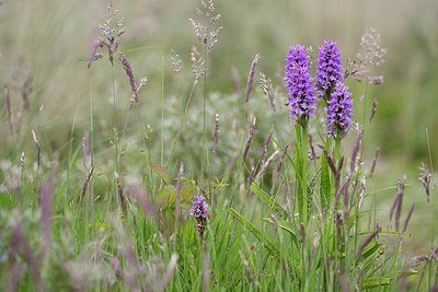 BUITEN BEELD Foto: 242568