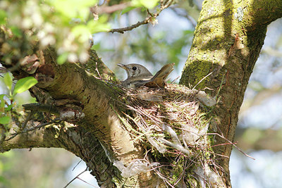 BUITEN BEELD Foto: 242580