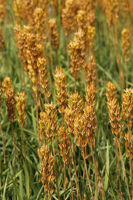 BUITEN BEELD Foto: 242602