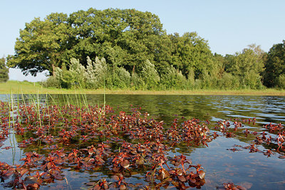 BUITEN BEELD Foto: 242607