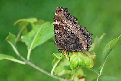 BUITEN BEELD Foto: 242609