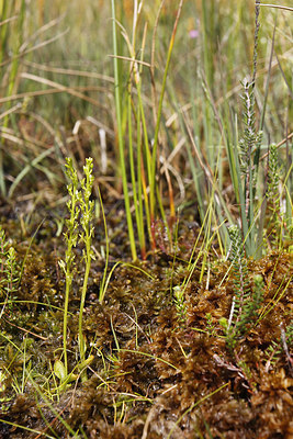 BUITEN BEELD Foto: 242611