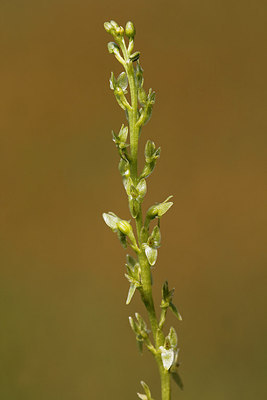 BUITEN BEELD Foto: 242613