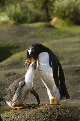 BUITEN BEELD Foto: 242664