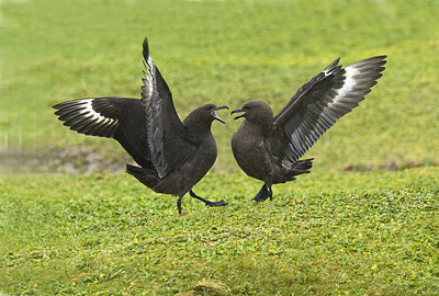 BUITEN BEELD Foto: 242695