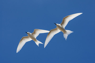 BUITEN BEELD Foto: 242862