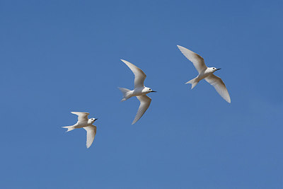 BUITEN BEELD Foto: 242864