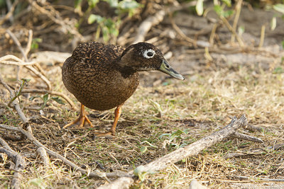 BUITEN BEELD Foto: 242927