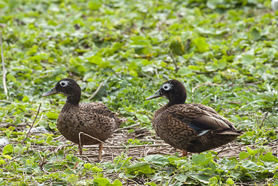 BUITEN BEELD Foto: 242928