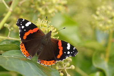 BUITEN BEELD Foto: 242965