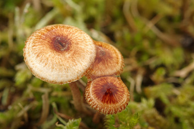 BUITEN BEELD Foto: 242967