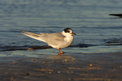 BUITEN BEELD Foto: 242976