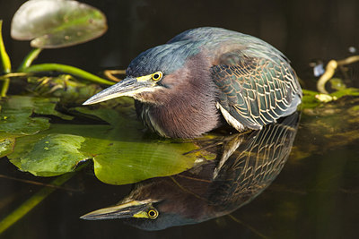 BUITEN BEELD Foto: 242988
