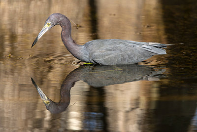 BUITEN BEELD Foto: 242994