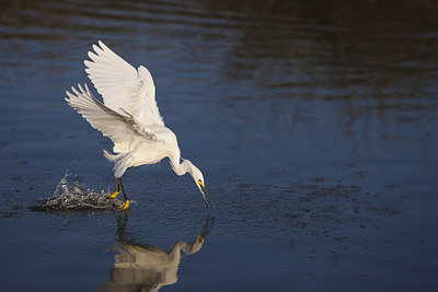 BUITEN BEELD Foto: 242997