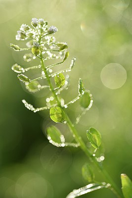 BUITEN BEELD Foto: 243042