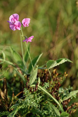 BUITEN BEELD Foto: 243044