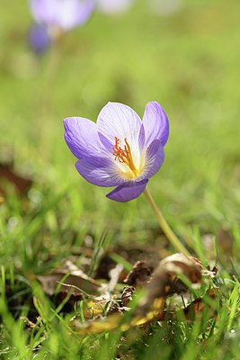 BUITEN BEELD Foto: 243059