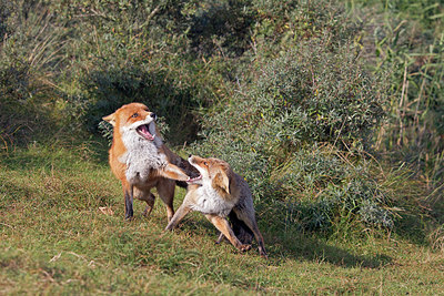 BUITEN BEELD Foto: 243083