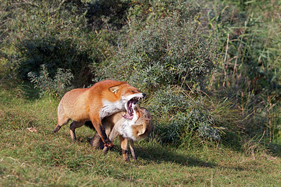 BUITEN BEELD Foto: 243085
