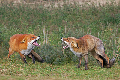 BUITEN BEELD Foto: 243089