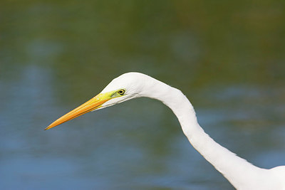 BUITEN BEELD Foto: 243097