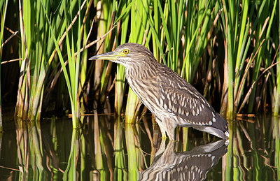 BUITEN BEELD Foto: 243106