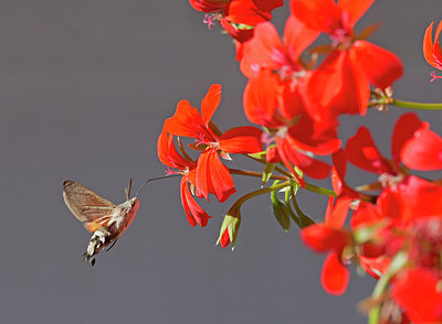 BUITEN BEELD Foto: 243111