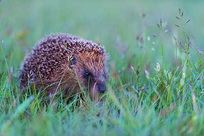 BUITEN BEELD Foto: 243145