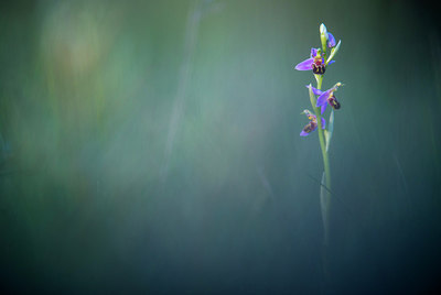 BUITEN BEELD Foto: 243180