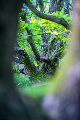 BUITEN BEELD Foto: 243184