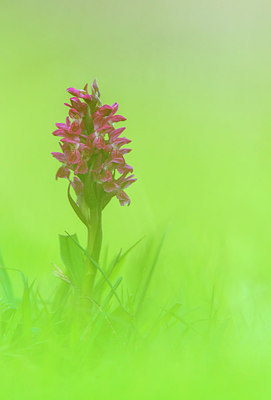 BUITEN BEELD Foto: 243190