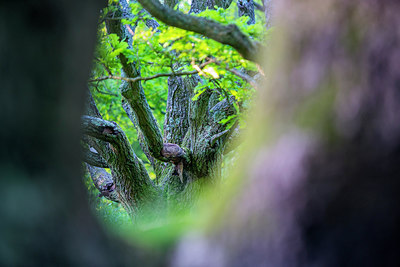 BUITEN BEELD Foto: 243193