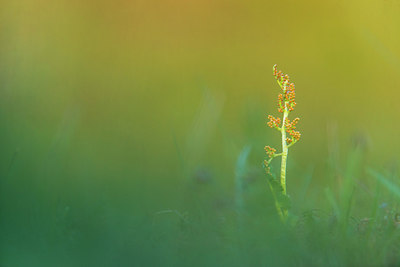 BUITEN BEELD Foto: 243230