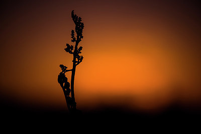 BUITEN BEELD Foto: 243246