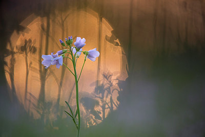 BUITEN BEELD Foto: 243247