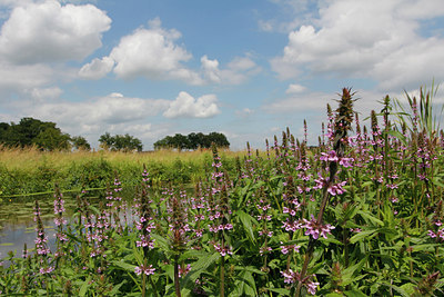 BUITEN BEELD Foto: 243350