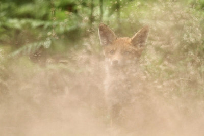 BUITEN BEELD Foto: 243377