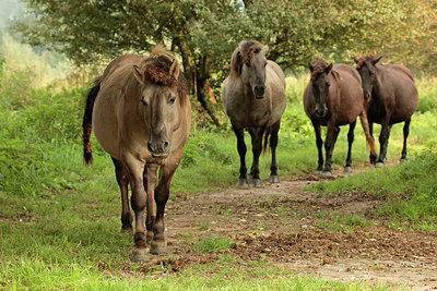 BUITEN BEELD Foto: 243430