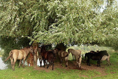 BUITEN BEELD Foto: 243431