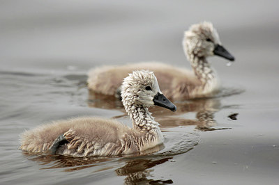 BUITEN BEELD Foto: 243433