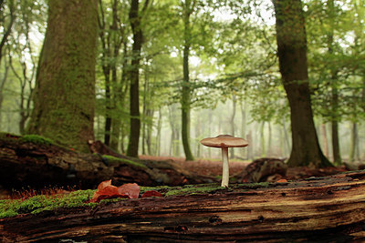 BUITEN BEELD Foto: 243442