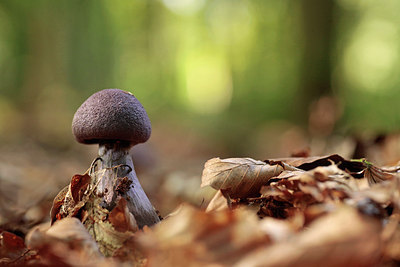BUITEN BEELD Foto: 243443