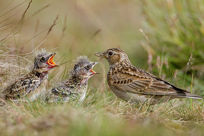 BUITEN BEELD Foto: 243444