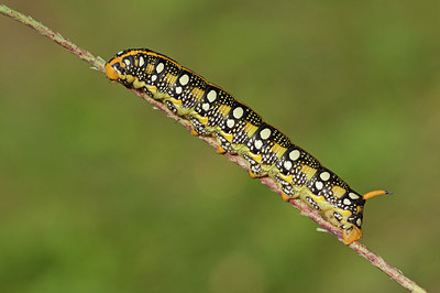 BUITEN BEELD Foto: 243450