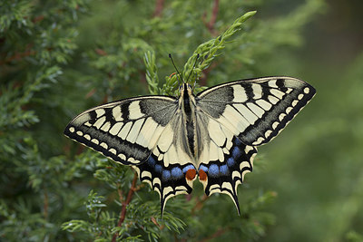 BUITEN BEELD Foto: 243451