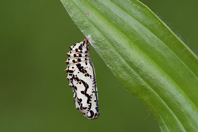 BUITEN BEELD Foto: 243457