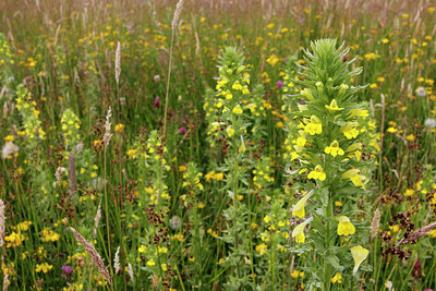 BUITEN BEELD Foto: 243466
