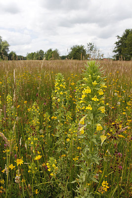 BUITEN BEELD Foto: 243467